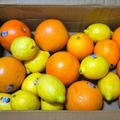 カリフォルニア産　オレンジ