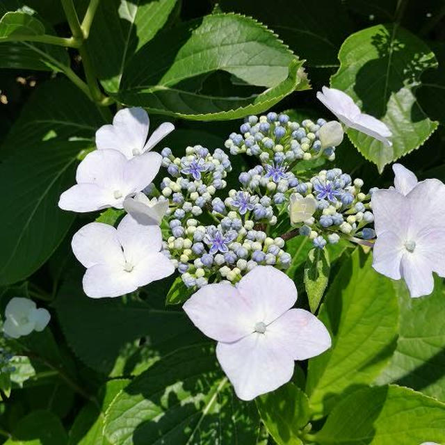 神社の紫陽花