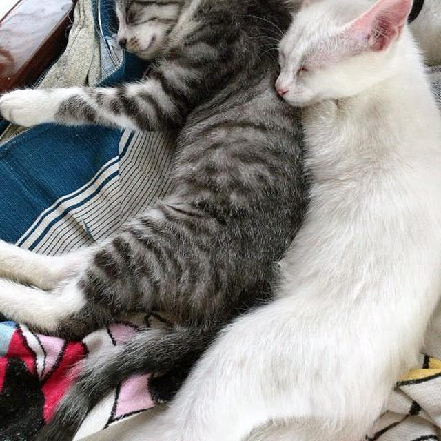 変われば変わるもんだ