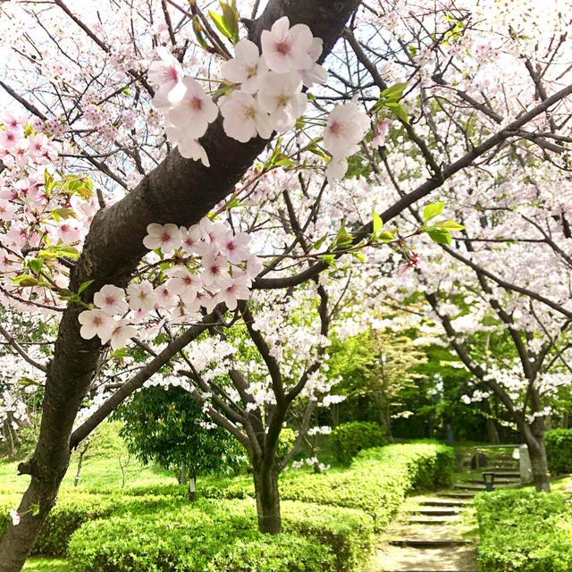 藤田美術館と桜咲く庭を散歩