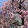 本門寺の桜