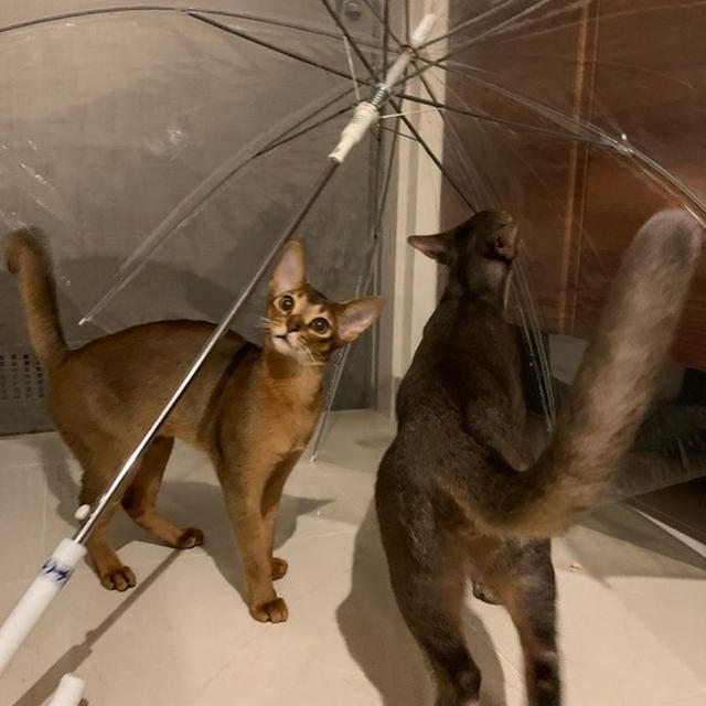 猫ホイホイ傘