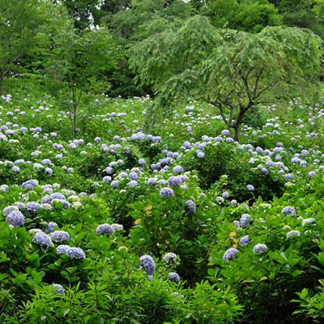 千葉紫陽花ツーリング♪