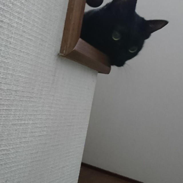 【小梅・さくら・桃之介通信】脱走犯