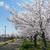 今日の桜-4月4日-