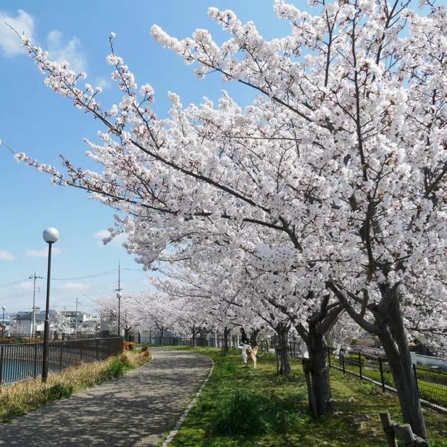 今日の桜-4月4日-