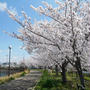 今日の桜-4月4日-