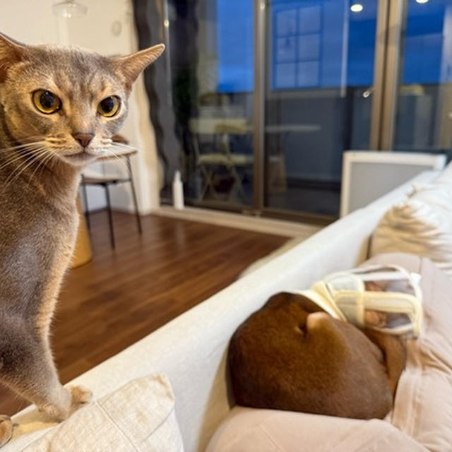 ソファーの端っこ好きなぼくちんと、ヨギボー好きなりすと、大人になった？わか坊