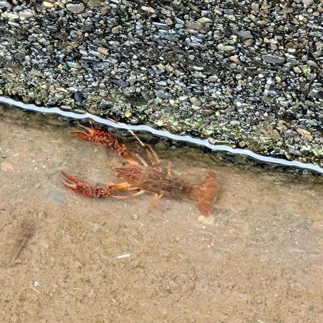 何でもなかった