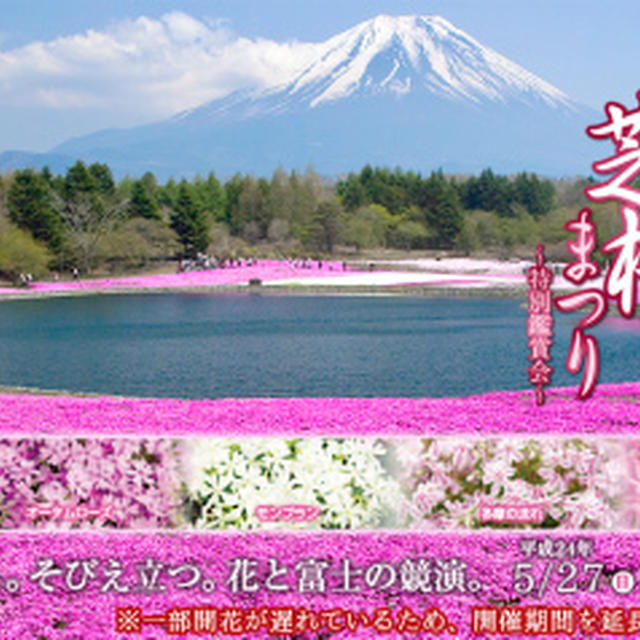 富士と桜に期待して｡｡