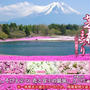 富士と桜に期待して｡｡