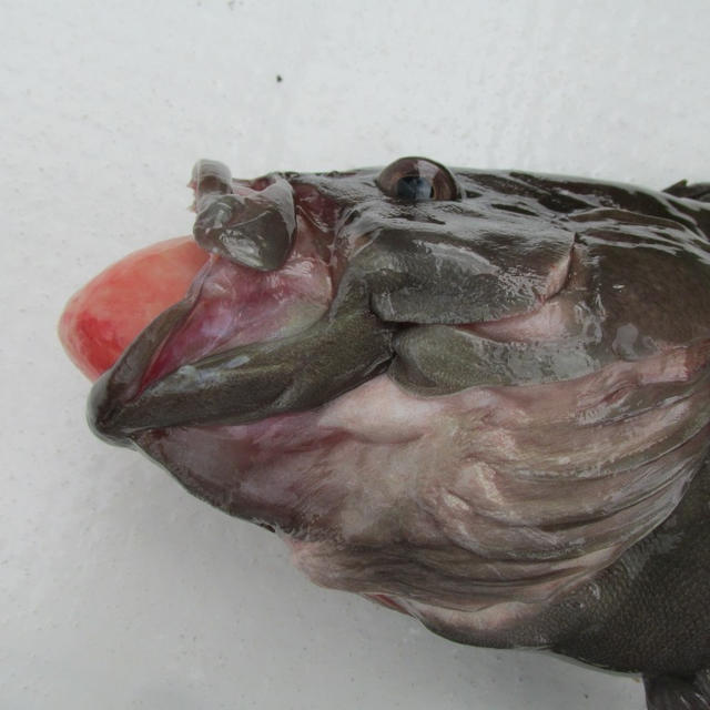 【相模湾・小坪】釣り納めはアマダイか？それともまだ行くか？
