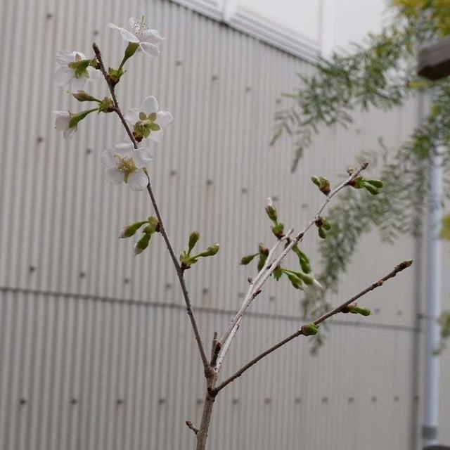 我が家の桜#最近撮った写真は