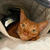 ねこねこワンダーランドin寝室
