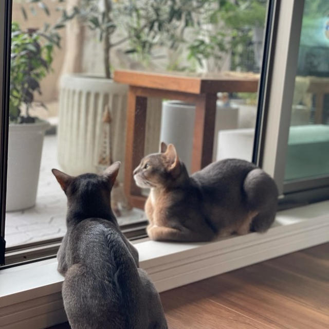 たそがれ兄弟