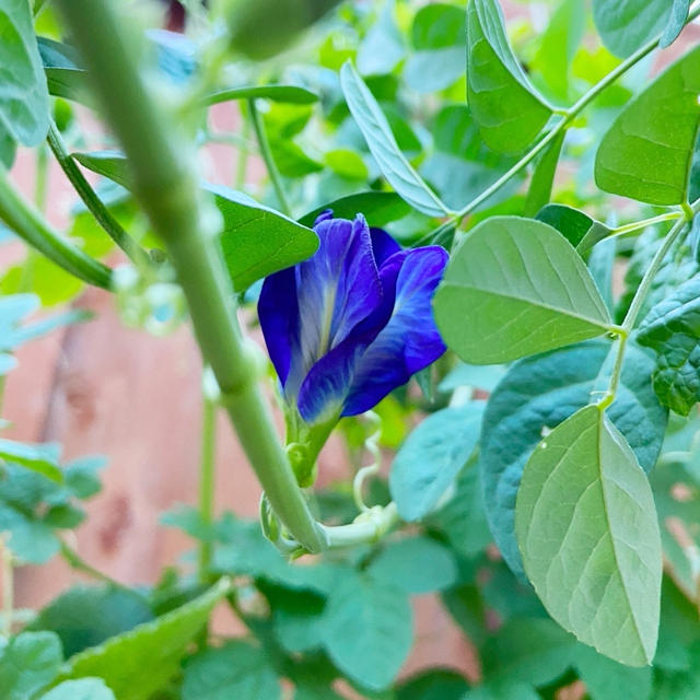 バタフライピー　開花しました〜