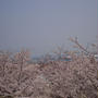 お花見・海の見える火の山公園にて