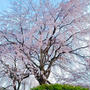 桜咲く京都へ。 憧れの観月舞台と満開の枝垂れ桜