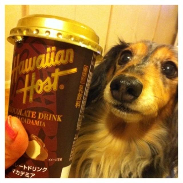 ハワイアンホースト チョコレートドリンク