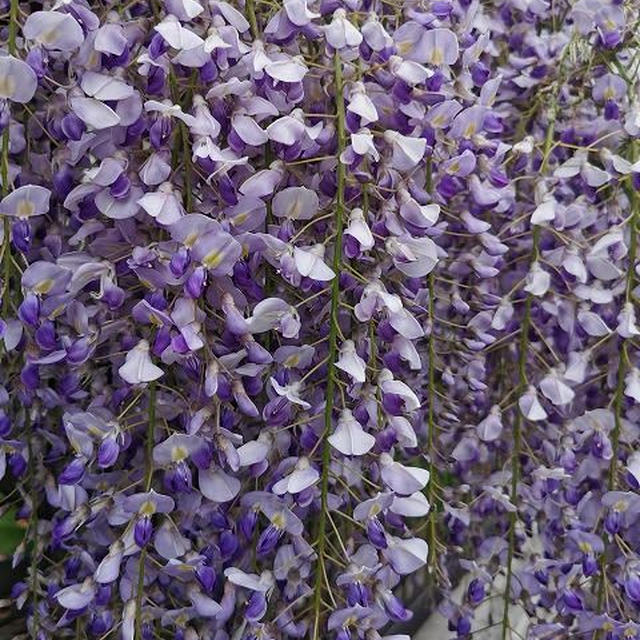 藤の花 / やっぱり怖い