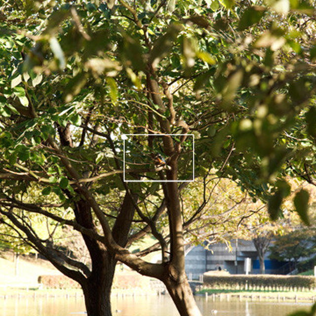 公園でカワセミ