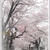 桜咲く～　自粛しなくてよい派！