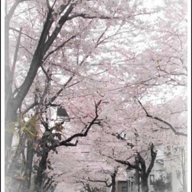 桜咲く～　自粛しなくてよい派！
