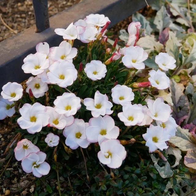 オキザリスパーシーカラーの花