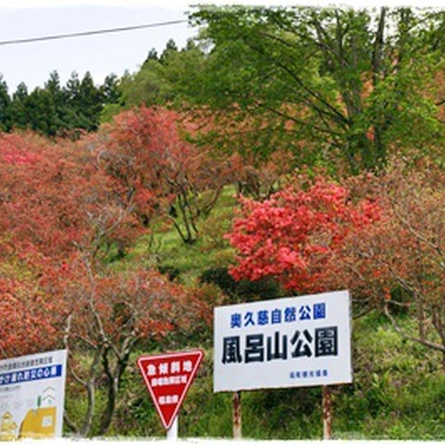 ■つつじが溢れる風呂山公園■東白川郡塙町