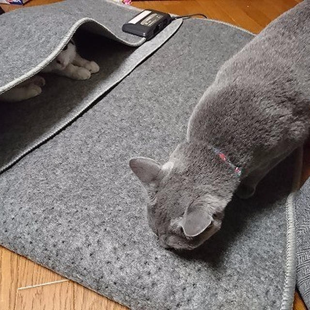 【小梅・さくら・桃之介通信】目的外利用と敷物フェチ