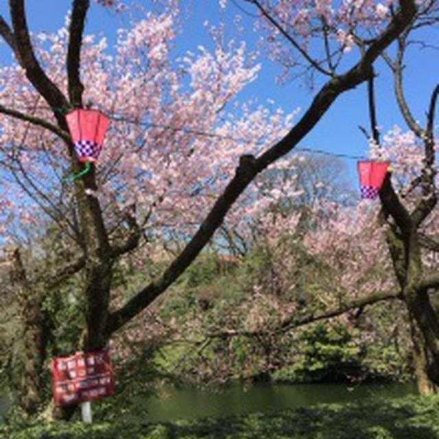 今日は食感☆フリッジのきんぴら c/w 先週末からの話……今後の事を、ちょっと考えた；