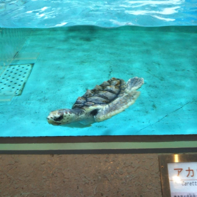 夏休み☆田舎の水族館へ行ったよ〜碧南海浜水族館
