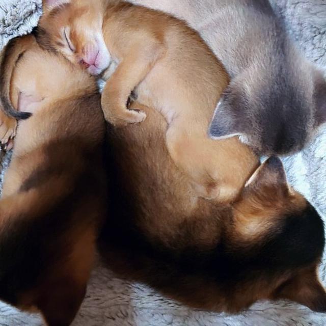 おまけりす写真　赤ちゃんりすとか(*´ω`*)