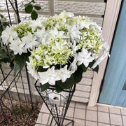 母の日どうする？我が家の紫陽花「雪ウサギ」（島根県オリジナル品種）