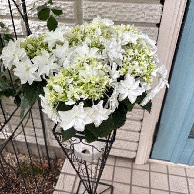 母の日どうする？我が家の紫陽花「雪ウサギ」（島根県オリジナル品種）