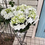母の日どうする？我が家の紫陽花「雪ウサギ」（島根県オリジナル品種）