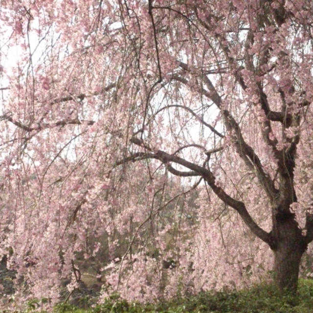 花より団子