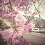 お花見2012