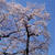 東京は八分ほどの桜