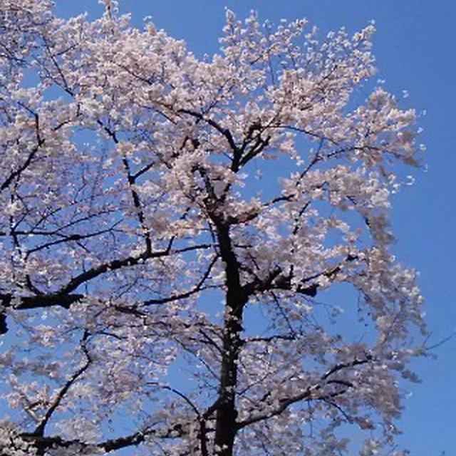 東京は八分ほどの桜