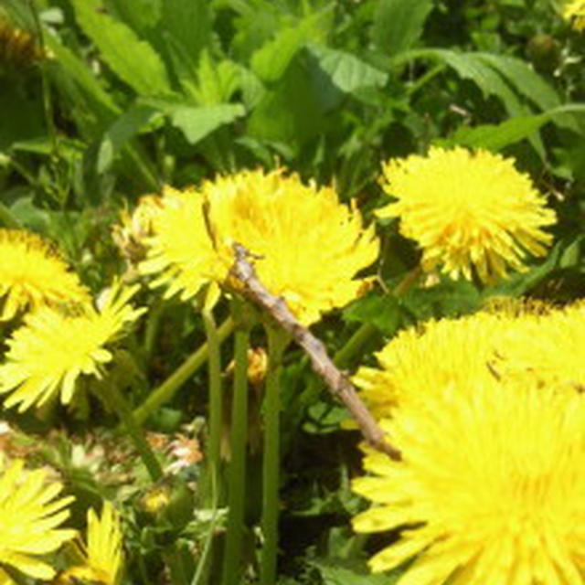 何気ないタンポポの花が食材に…