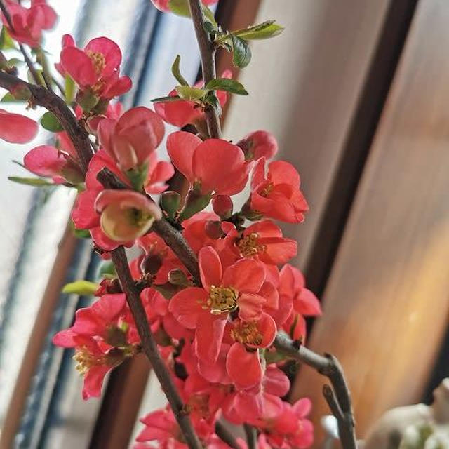 木瓜の花
