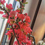 木瓜の花