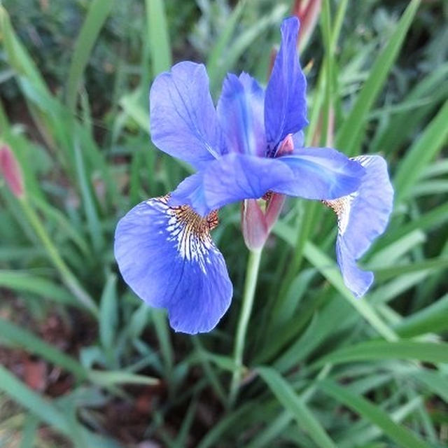 今日から５月～♪