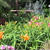 初夏の花　　5・30・2011