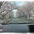 桜・ツナじゃが・デトックス