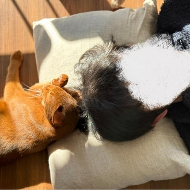 陽だまりで、ひめちゃんと枕を共にできる幸せ