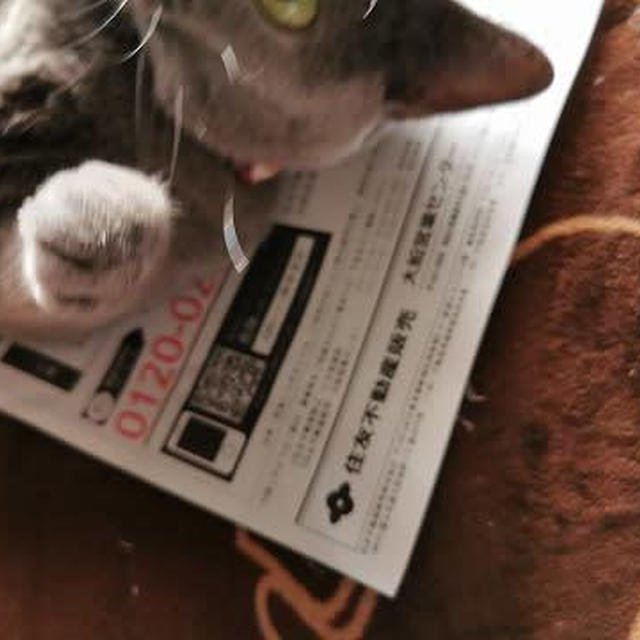 不動産屋の薄いチラシがサイコー！なんだそうな。