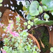 著名人たちの 「戸籍なくせ」 に ヘドがでる ①