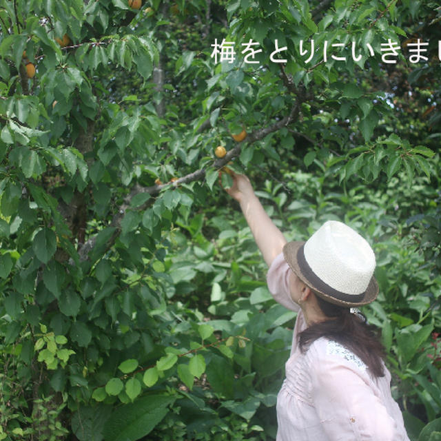 減塩・紀州南高梅でつくる「梅干しを漬ける会」1席募集